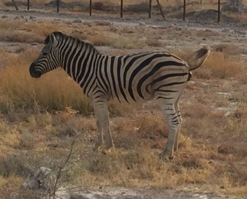 Massimo Marnati - Viaggio Sara Assicurazioni Namibia 2017