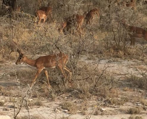 Massimo Marnati - Viaggio Sara Assicurazioni Namibia 2017